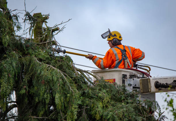 How Our Tree Care Process Works  in  Daphne, AL